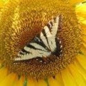 Meet your Posher, Lynne